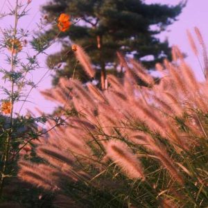 دانلود ریمیکس آهنگ نه ممنون کردی